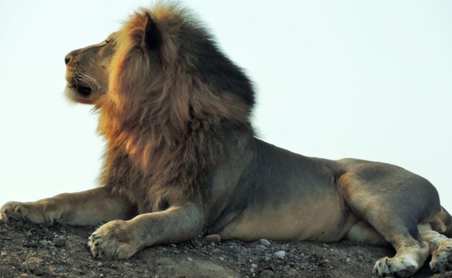 Lions, Cheetahs and Wolves: Up Close with Miranda Wallace