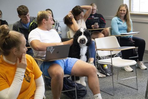Therapy Dogs in Educational Settings: Dogs with Jobs