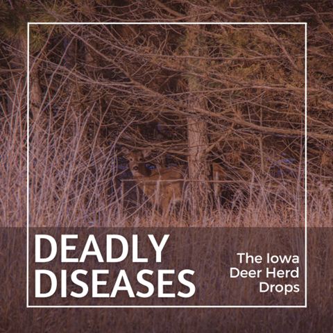 Deadly Diseases – The Iowa Deer Herd Drops