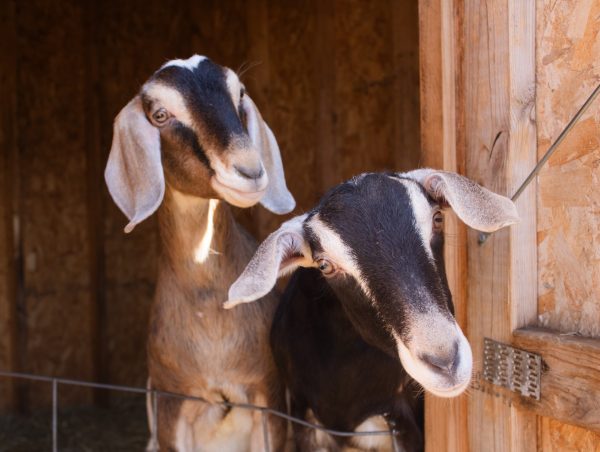Pretense within PETA