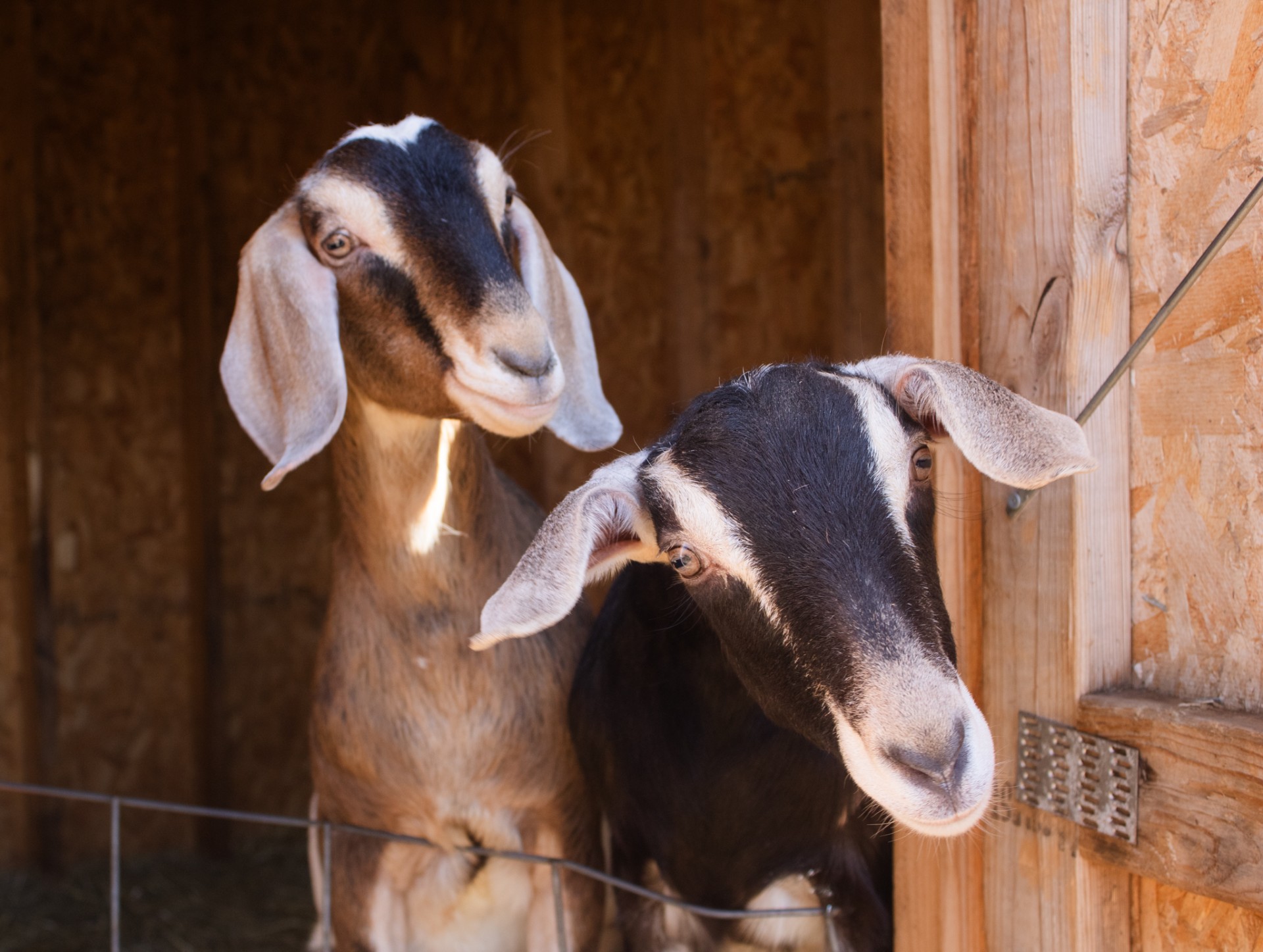 Pretense within PETA
